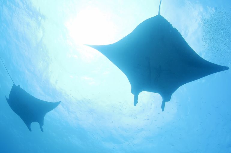 マンタ　manta mantaray