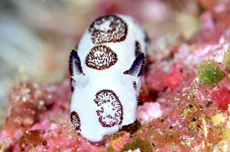 スキューバ　ダイビング　スノーケル