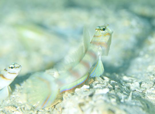 西表島　石垣　沖縄