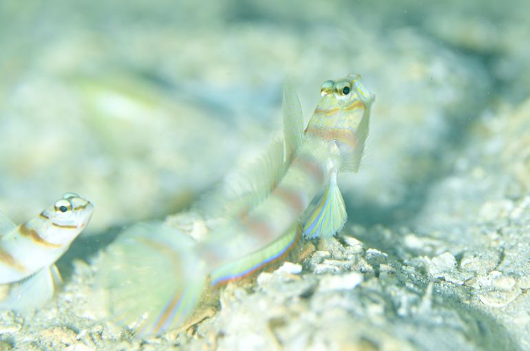 西表島　石垣　沖縄