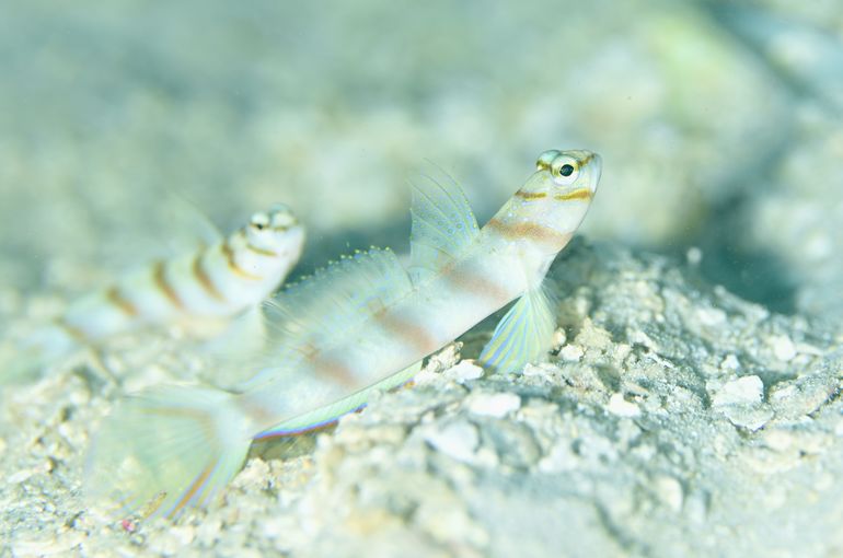 okinawa iriomote ishigaki