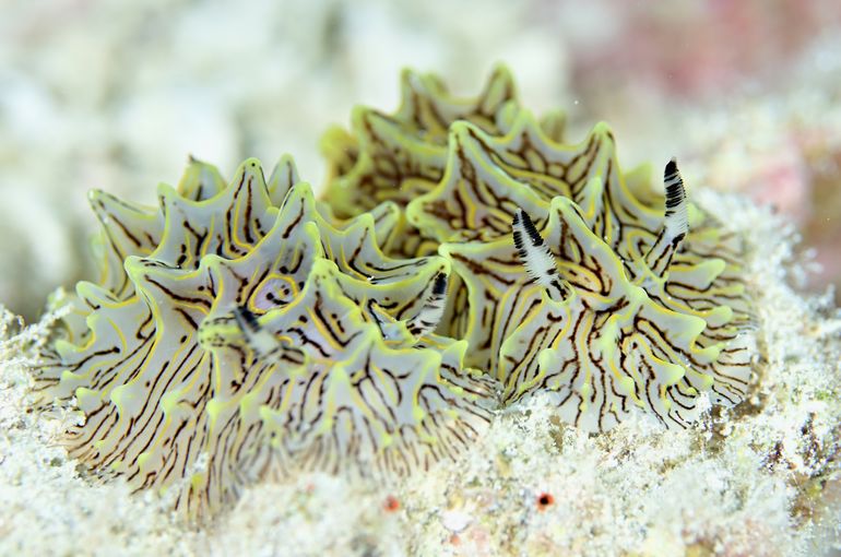 スキューバ　ダイビング　スノーケル