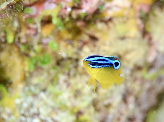西表島　石垣島　沖縄