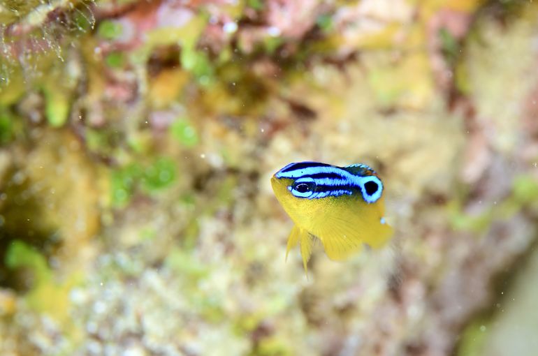 西表島　石垣島　沖縄
