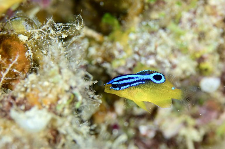 iriomote ishigaki okinawa