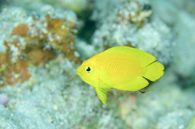 スキューバ　ダイビング　スノーケル