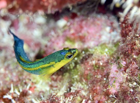 石垣島　西表島　沖縄