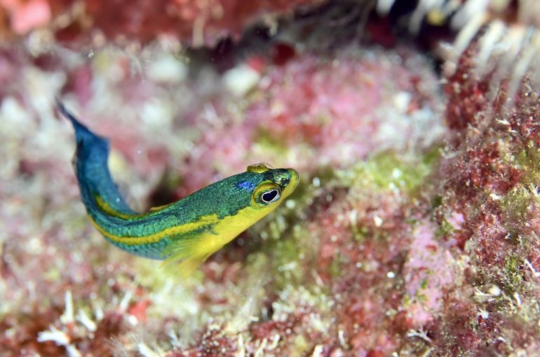 石垣島　西表島　沖縄