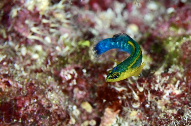 okinawa ishigaki iriomote