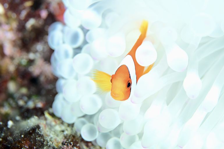 スキューバ　ダイビング　スノーケル