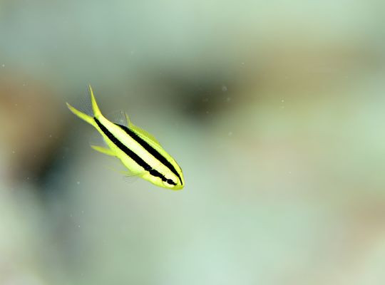 石垣島　沖縄　okinawa