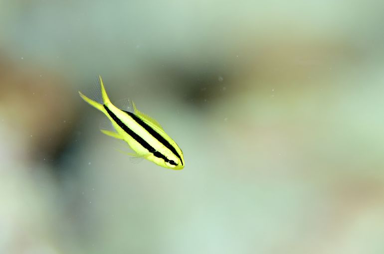 石垣島　沖縄　okinawa