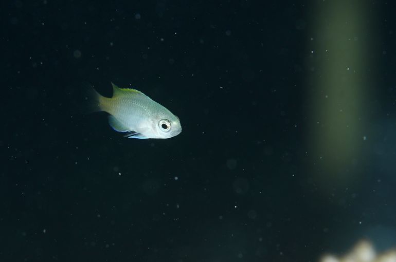 スキューバ　ダイビング　スノーケル