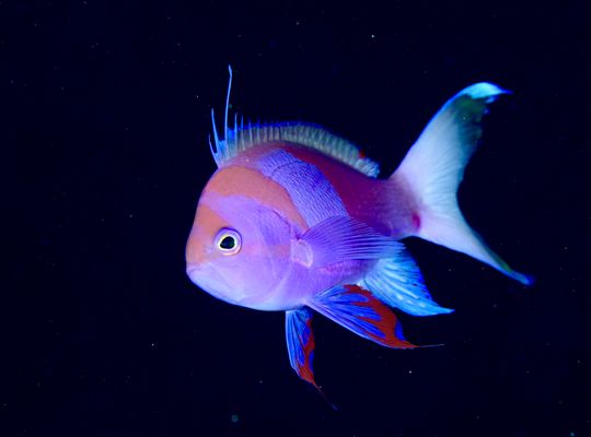 沖縄　石垣　okinawa