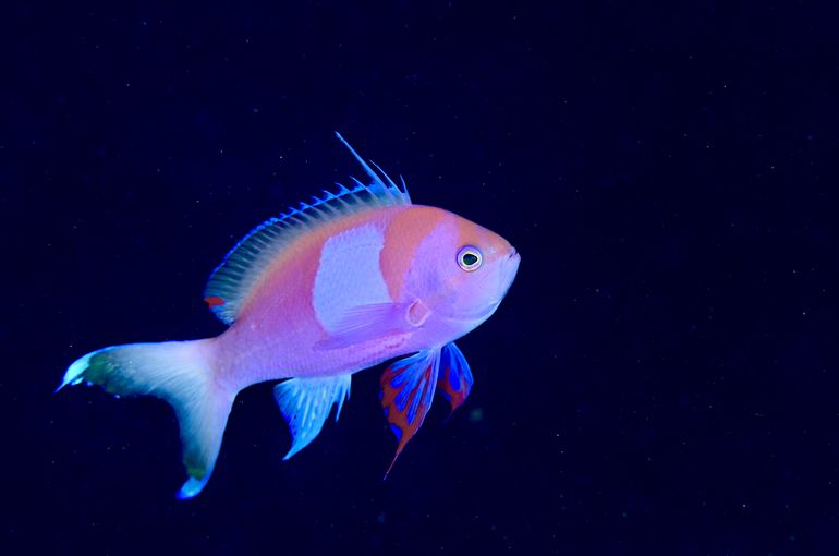 スキューバ　ダイビング　スノーケル