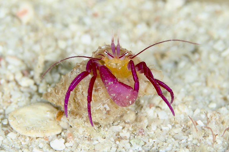 ヤドカリ　スズメダイ　幼魚