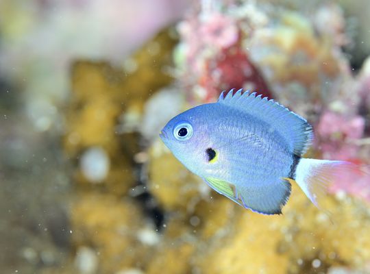 沖縄　石垣　okinawa