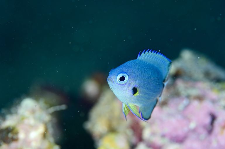 スキューバ　ダイビング　スノーケル