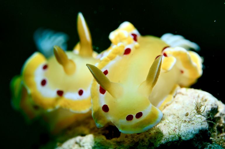 ウミウシ　マンタ　スズメダイ