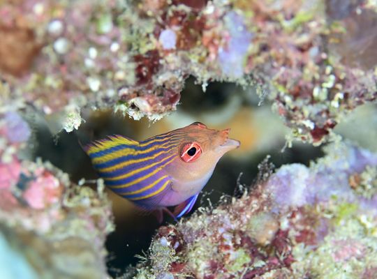 スキューバ　ダイビング　スノーケル