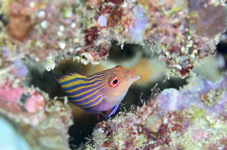 スキューバ　ダイビング　スノーケル