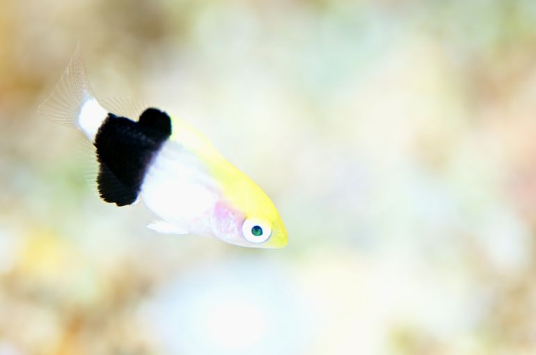 沖縄　石垣　okinawa