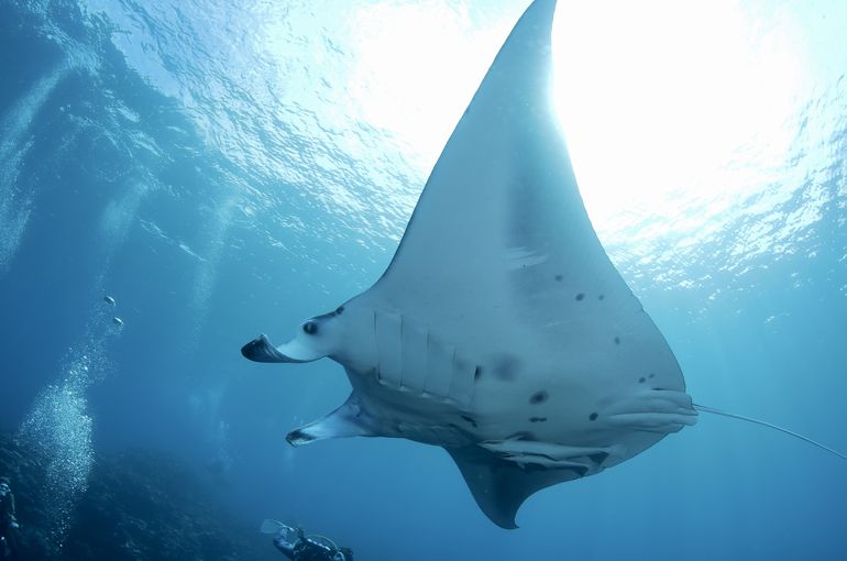 マンタ　黒島　竹富