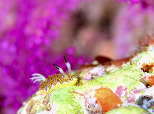 スキューバ　ダイビング　スノーケル