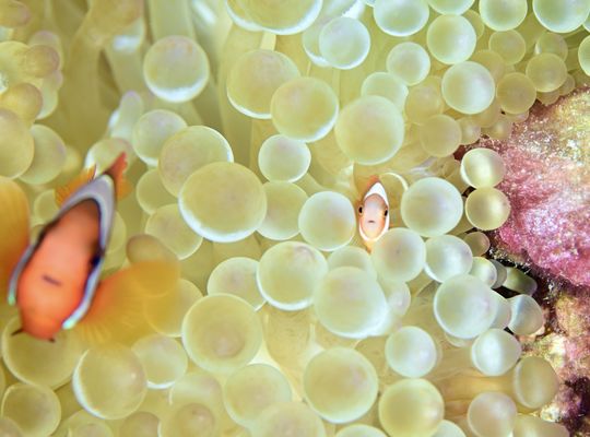 スキューバ　ダイビング　スノーケル