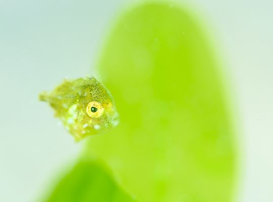 スキューバ　ダイビング　スノーケル