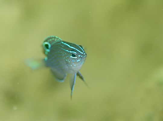 スキューバ　ダイビング　スノーケル