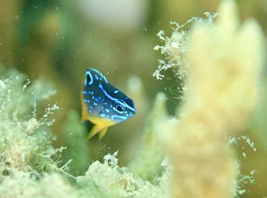 スキューバ　ダイビング　スノーケル