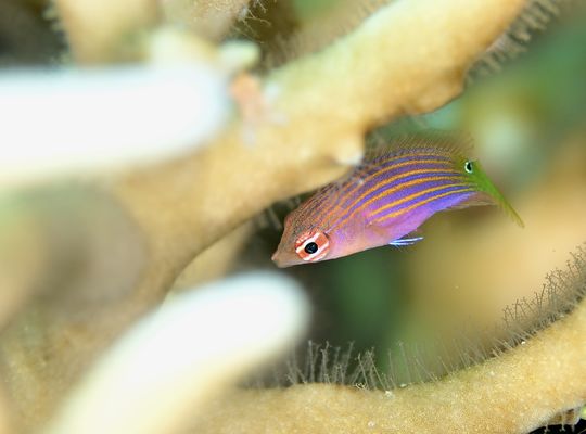 スキューバ　ダイビング　スノーケル