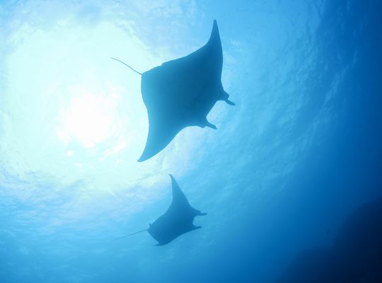 沖縄　石垣　okinawa