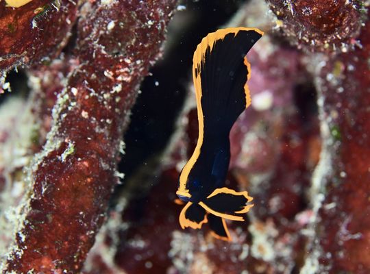 沖縄　石垣　okinawa