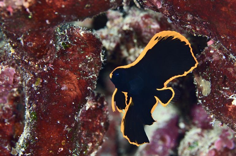 scuba diving snorkel