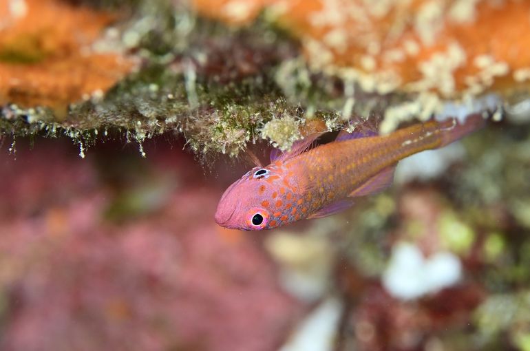 スキューバ　ダイビング　スノーケル