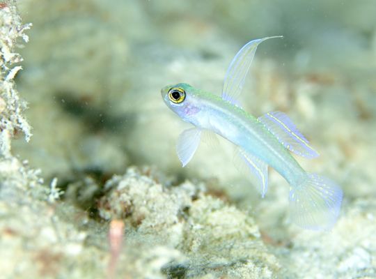 scuba diving snorkel