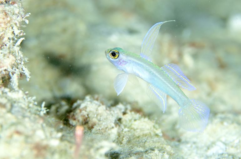 scuba diving snorkel