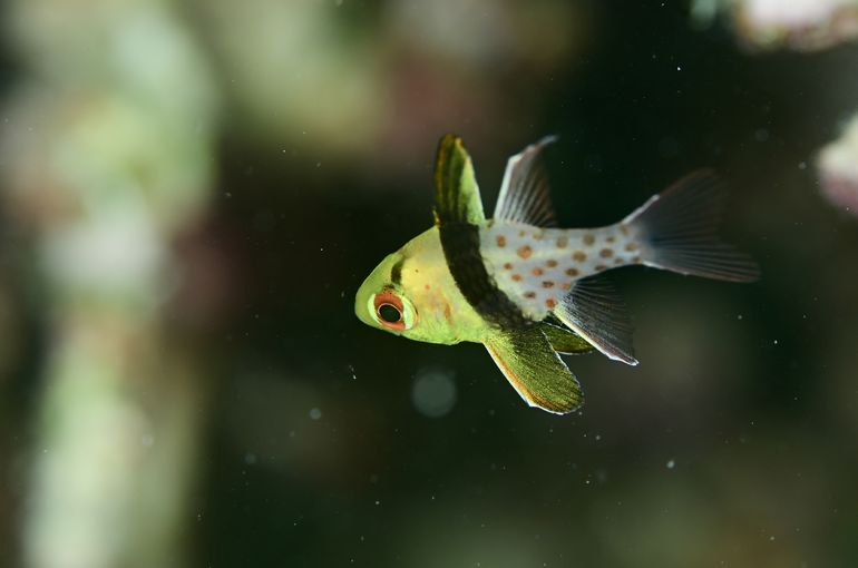 海　レンタル　マクロ