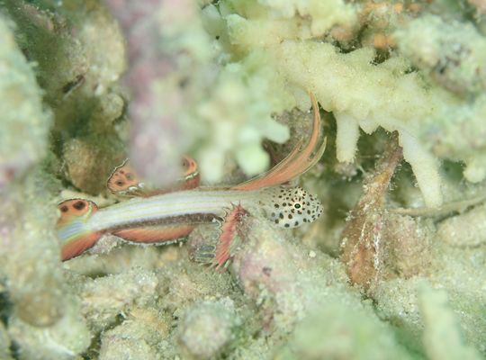 スキューバ　ダイビング　スノーケル