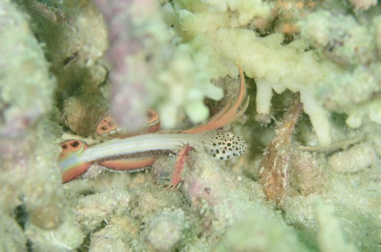 スキューバ　ダイビング　スノーケル