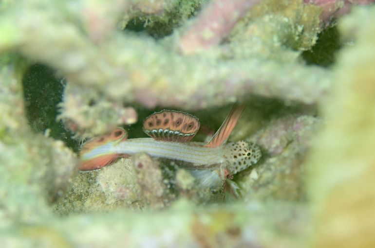 scuba diving snorkel
