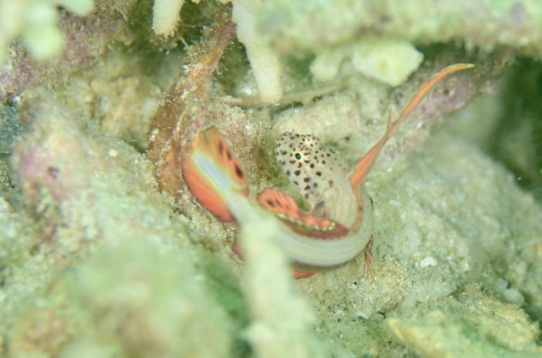 ホムラハゼ　ホムラダマシ　ハゼ