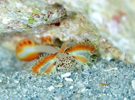 scuba diving snorkel