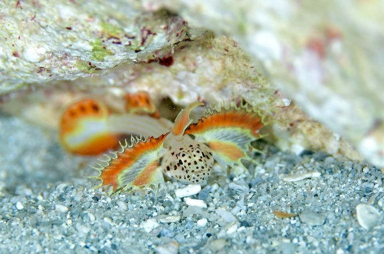 scuba diving snorkel