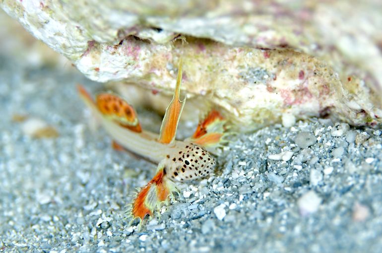 アケボノハゼ　ホムラハゼ　ホムラダマシ