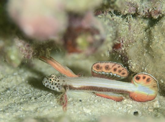 scuba diving snorkel