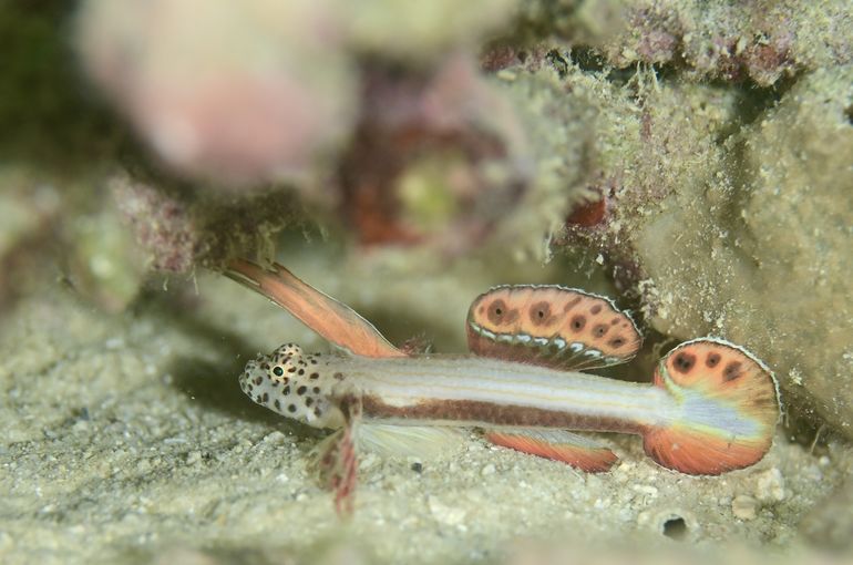 scuba diving snorkel