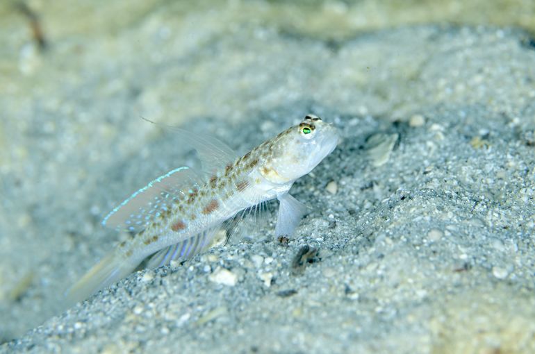 スキューバ　ダイビング　スノーケル